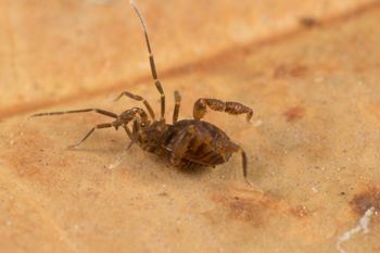 Media type: image; Invertebrate Zoology 151595